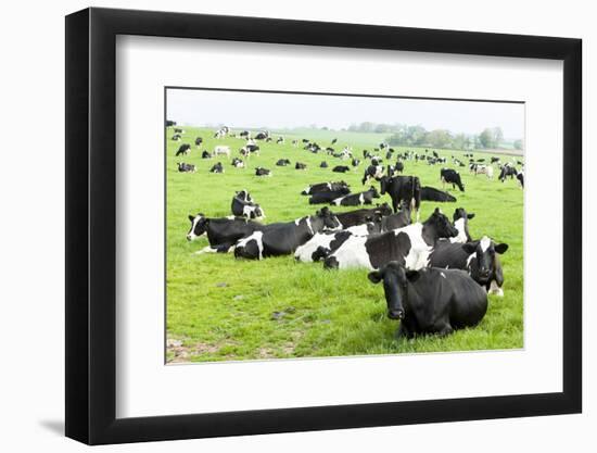 Herd of Cows, Scotland-phbcz-Framed Photographic Print