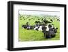 Herd of Cows, Scotland-phbcz-Framed Photographic Print