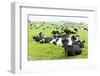 Herd of Cows, Scotland-phbcz-Framed Photographic Print