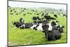 Herd of Cows, Scotland-phbcz-Mounted Photographic Print