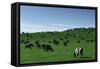 Herd of Dairy Cows Grazing-Jon Hicks-Framed Stretched Canvas