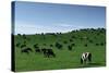Herd of Dairy Cows Grazing-Jon Hicks-Stretched Canvas
