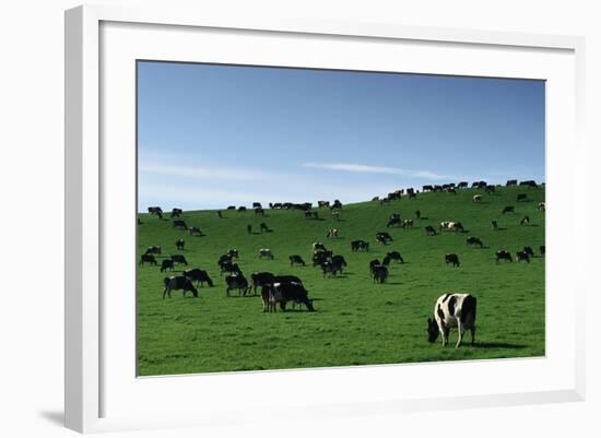 Herd of Dairy Cows Grazing-Jon Hicks-Framed Photographic Print