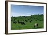 Herd of Dairy Cows Grazing-Jon Hicks-Framed Photographic Print