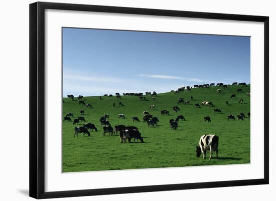 Herd of Dairy Cows Grazing-Jon Hicks-Framed Photographic Print
