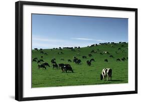 Herd of Dairy Cows Grazing-Jon Hicks-Framed Photographic Print