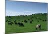 Herd of Dairy Cows Grazing-Jon Hicks-Mounted Photographic Print
