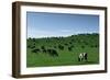 Herd of Dairy Cows Grazing-Jon Hicks-Framed Photographic Print