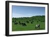 Herd of Dairy Cows Grazing-Jon Hicks-Framed Photographic Print