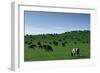 Herd of Dairy Cows Grazing-Jon Hicks-Framed Photographic Print