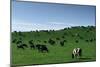 Herd of Dairy Cows Grazing-Jon Hicks-Mounted Photographic Print