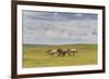 Herd of Dappled and Pale Horses and Foals Gallop and Canter, Lush Grassland with Flowers in Summer-Eleanor Scriven-Framed Photographic Print