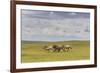 Herd of Dappled and Pale Horses and Foals Gallop and Canter, Lush Grassland with Flowers in Summer-Eleanor Scriven-Framed Photographic Print