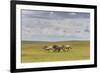 Herd of Dappled and Pale Horses and Foals Gallop and Canter, Lush Grassland with Flowers in Summer-Eleanor Scriven-Framed Photographic Print