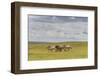 Herd of Dappled and Pale Horses and Foals Gallop and Canter, Lush Grassland with Flowers in Summer-Eleanor Scriven-Framed Photographic Print