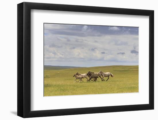 Herd of Dappled and Pale Horses and Foals Gallop and Canter, Lush Grassland with Flowers in Summer-Eleanor Scriven-Framed Photographic Print