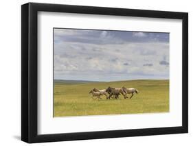 Herd of Dappled and Pale Horses and Foals Gallop and Canter, Lush Grassland with Flowers in Summer-Eleanor Scriven-Framed Photographic Print