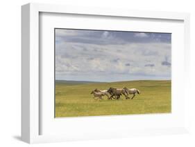Herd of Dappled and Pale Horses and Foals Gallop and Canter, Lush Grassland with Flowers in Summer-Eleanor Scriven-Framed Photographic Print