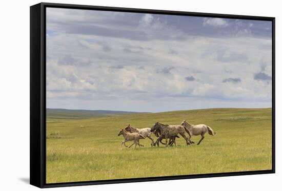 Herd of Dappled and Pale Horses and Foals Gallop and Canter, Lush Grassland with Flowers in Summer-Eleanor Scriven-Framed Stretched Canvas