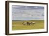 Herd of Dappled and Pale Horses and Foals Gallop and Canter, Lush Grassland with Flowers in Summer-Eleanor Scriven-Framed Photographic Print