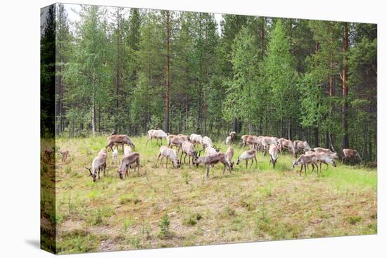 Herd of Deer-lubastock-Stretched Canvas