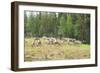 Herd of Deer-lubastock-Framed Photographic Print