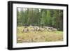 Herd of Deer-lubastock-Framed Photographic Print