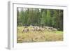 Herd of Deer-lubastock-Framed Photographic Print