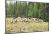 Herd of Deer-lubastock-Mounted Photographic Print