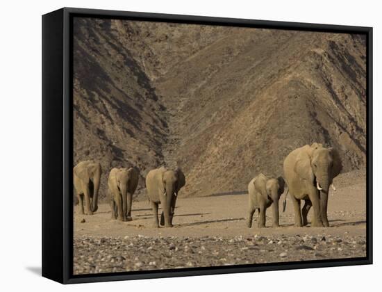 Herd of Desert-Dwelling Elephant, Namibia, Africa-Milse Thorsten-Framed Stretched Canvas