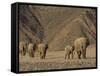 Herd of Desert-Dwelling Elephant, Namibia, Africa-Milse Thorsten-Framed Stretched Canvas