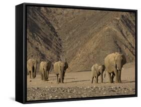 Herd of Desert-Dwelling Elephant, Namibia, Africa-Milse Thorsten-Framed Stretched Canvas