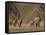 Herd of Desert-Dwelling Elephant, Namibia, Africa-Milse Thorsten-Framed Stretched Canvas