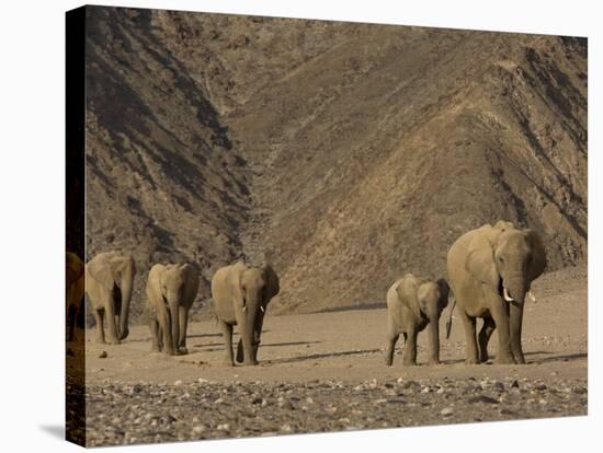 Herd of Desert-Dwelling Elephant, Namibia, Africa-Milse Thorsten-Stretched Canvas