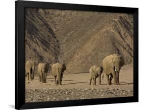 Herd of Desert-Dwelling Elephant, Namibia, Africa-Milse Thorsten-Framed Premium Photographic Print