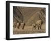 Herd of Desert-Dwelling Elephant, Namibia, Africa-Milse Thorsten-Framed Photographic Print