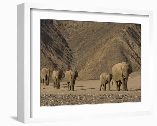 Herd of Desert-Dwelling Elephant, Namibia, Africa-Milse Thorsten-Framed Photographic Print