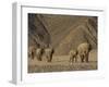 Herd of Desert-Dwelling Elephant, Namibia, Africa-Milse Thorsten-Framed Photographic Print