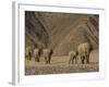 Herd of Desert-Dwelling Elephant, Namibia, Africa-Milse Thorsten-Framed Photographic Print