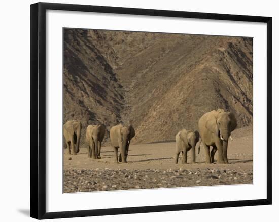 Herd of Desert-Dwelling Elephant, Namibia, Africa-Milse Thorsten-Framed Photographic Print