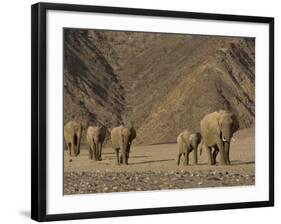 Herd of Desert-Dwelling Elephant, Namibia, Africa-Milse Thorsten-Framed Photographic Print