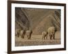 Herd of Desert-Dwelling Elephant, Namibia, Africa-Milse Thorsten-Framed Photographic Print