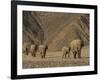 Herd of Desert-Dwelling Elephant, Namibia, Africa-Milse Thorsten-Framed Photographic Print