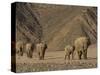 Herd of Desert-Dwelling Elephant, Namibia, Africa-Milse Thorsten-Stretched Canvas