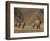 Herd of Desert-Dwelling Elephant, Namibia, Africa-Milse Thorsten-Framed Photographic Print