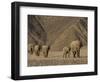 Herd of Desert-Dwelling Elephant, Namibia, Africa-Milse Thorsten-Framed Photographic Print