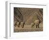 Herd of Desert-Dwelling Elephant, Namibia, Africa-Milse Thorsten-Framed Photographic Print