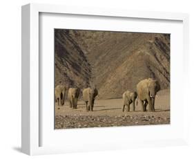 Herd of Desert-Dwelling Elephant, Namibia, Africa-Milse Thorsten-Framed Photographic Print