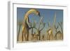 Herd of Diplodocus Dinosaurs-null-Framed Art Print