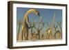 Herd of Diplodocus Dinosaurs-null-Framed Premium Giclee Print
